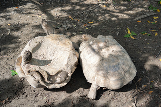 蘇卡達象龜翻車為了啥 北市動物園：爭或護地盤