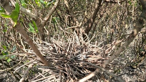 北市攜手中央移除埃及聖䴉 動保處:正式清零