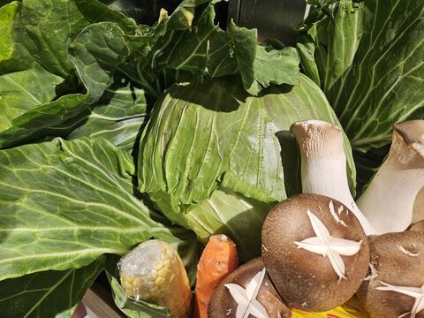 研究指素食兒少心血管優勢 專家籲謹慎規劃補營養