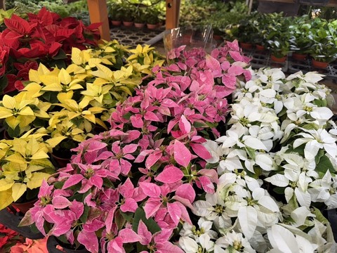 提前迎接耶誕 台北花市打造沉浸式主題專區