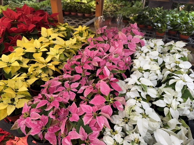 提前迎接耶誕　台北花市打造沉浸式主題專區 | 華視新聞