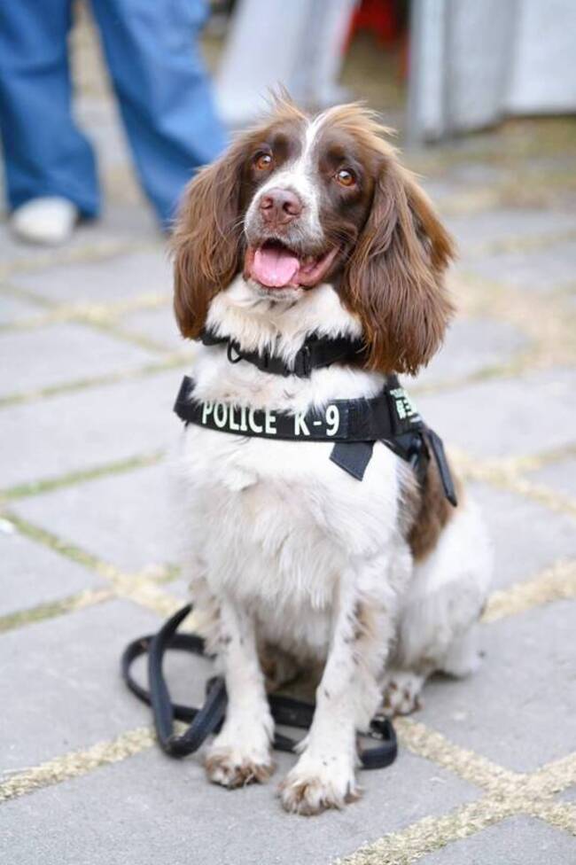 緝毒犬「可樂」助高雄刑大立功　曾搜索毒品工廠 | 華視新聞