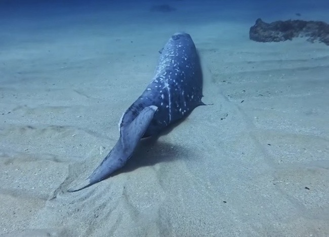 小琉球發現死亡鯨豚　海保署初步留置自然分解 | 華視新聞