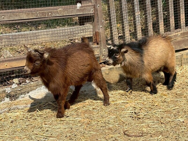 壽山動物園歲末迎新　鵜鶘等多種動物報到 | 華視新聞