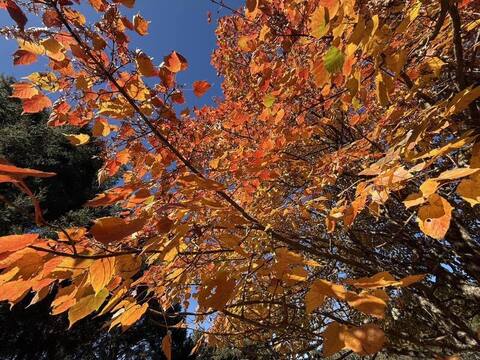 玉山塔塔加楓紅大爆發 沿路山坡如被打翻的調色盤