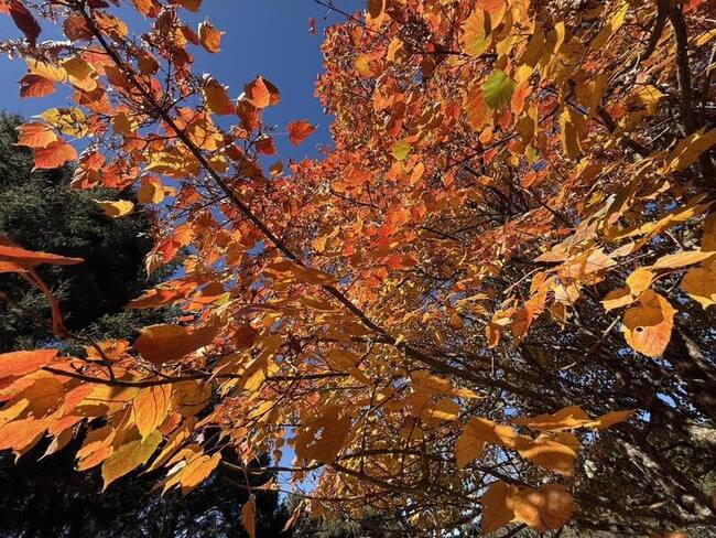 玉山塔塔加楓紅大爆發　沿路山坡如被打翻的調色盤 | 華視新聞