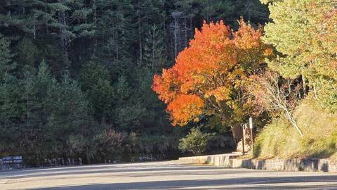 氣溫驟降楓紅率達8成 大雪山添紅橙黃繽紛景色