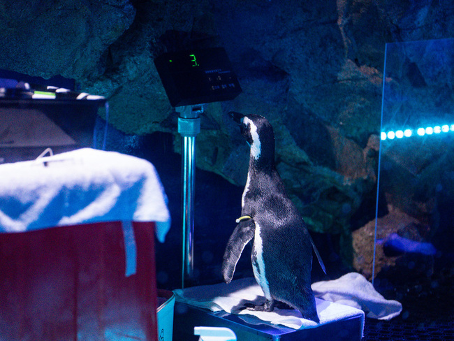 台中海洋館企鵝禁食20小時  只為進行年終大體檢 | 華視新聞