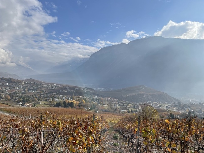 守護葡萄酒文化資產　瑞士國會挺酒農度過難關 | 華視新聞