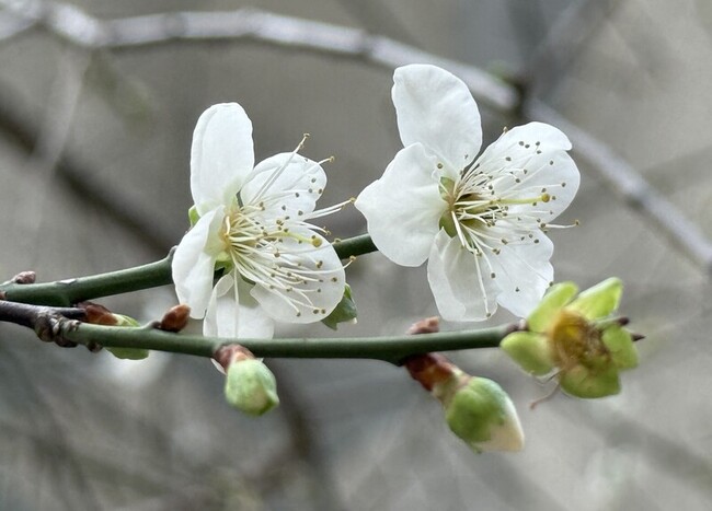 南投信義鄉梅花逐漸綻放　農會估115年1/5起盛開 | 華視新聞