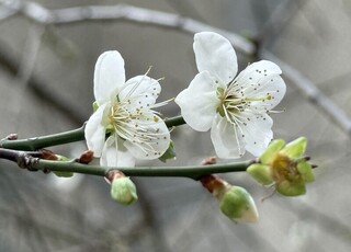南投信義鄉梅花逐漸綻放　農會估115年1/5起盛開