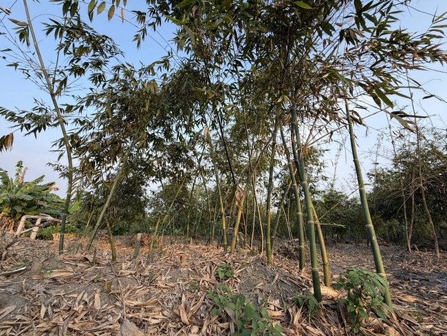 屏東廢竹難就地破碎　鍾佳濱籲筍農成立產銷班因應 | 華視新聞
