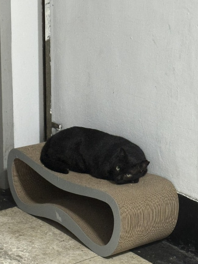 高雄刑大隊貓化身主角　檢警民共推反詐LINE貼圖 | 華視新聞