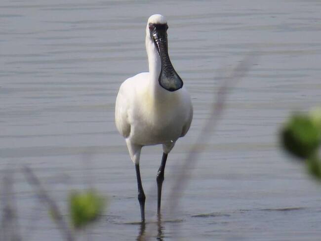 外籍移工遭疑獵捕黑面琵鷺　專家確認是白腹秧雞 | 華視新聞
