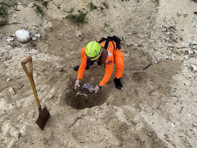 玳瑁小琉球擱淺死亡　海保署籲勿觸碰避免觸法 | 華視新聞