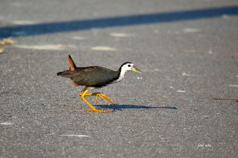 網傳移工烹食野鳥　台南環團籲勿隨意捕殺護棲地