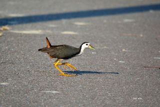 網傳移工烹食野鳥　台南環團籲勿隨意捕殺護棲地