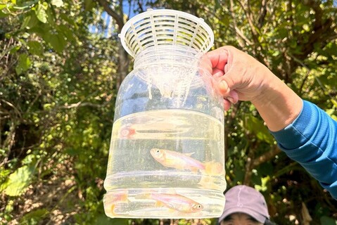 台灣白魚曾消失半世紀　生態工法改善棲地數量回升