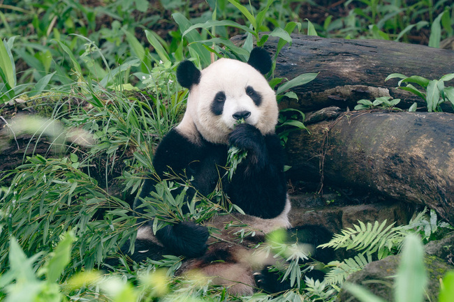 天冷北市動物園兩樣情　非洲象吹暖氣大貓熊有活力 | 華視新聞