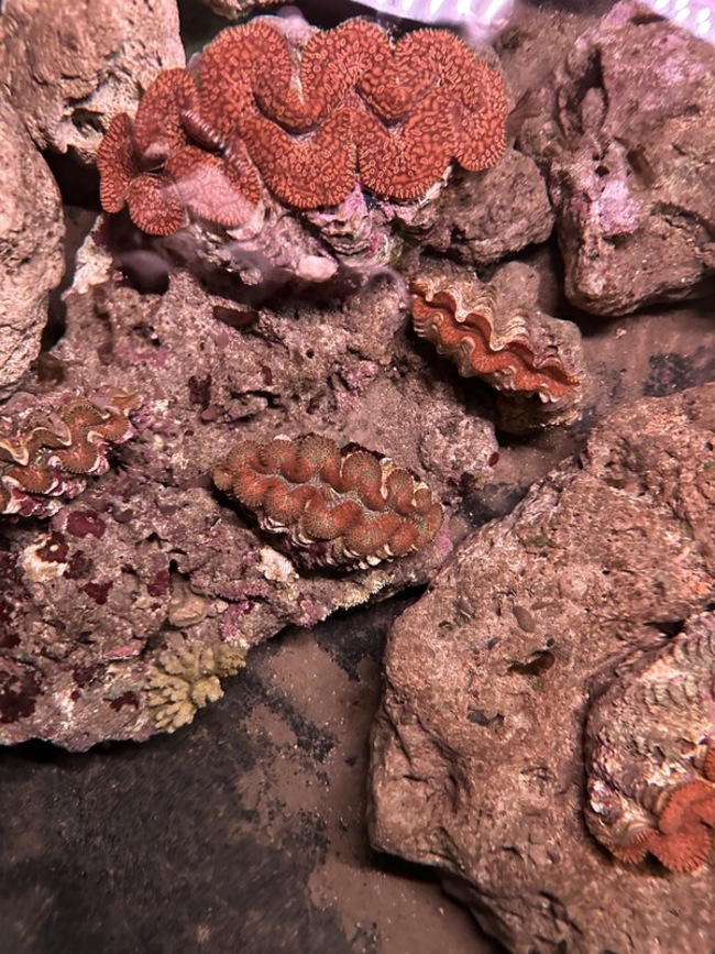 港口部落守護「海中玫瑰」  石梯坪建硨磲貝復育基地 | 華視新聞