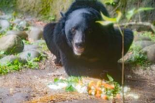 亞洲黑熊以植物為主食 黑糖17歲慶生享用蔬果糕