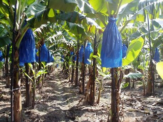 冷氣團將至　農糧署籲農作物套袋、覆蓋防寒