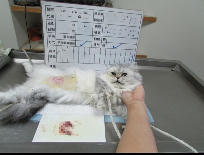 新北寵物絕育補助元旦上路　最高補助2千元 | 華視新聞