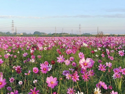 彰縣府打造冬季花海　結合農遊體驗吸引遊客