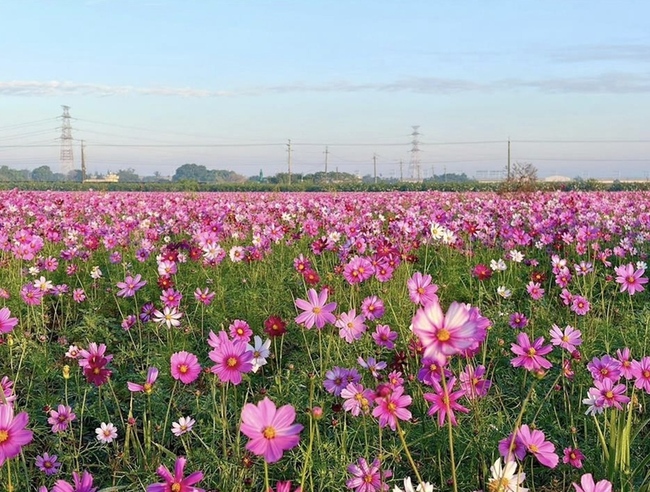 彰縣府打造冬季花海　結合農遊體驗吸引遊客 | 華視新聞