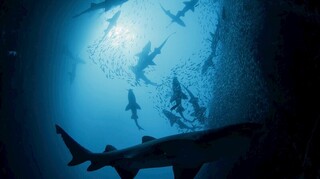 海科館巨幕首映「鯊魚王國」　重塑海洋霸主魅力