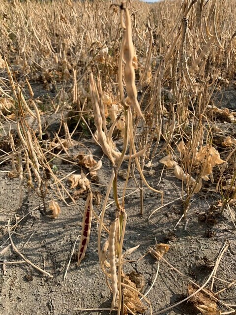 紅豆價格下滑　屏縣府與藍綠立委籲啟動調節