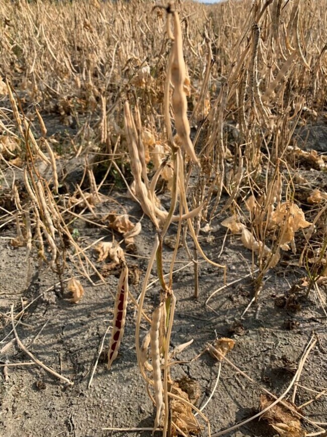 紅豆價格下滑　屏縣府與藍綠立委籲啟動調節 | 華視新聞