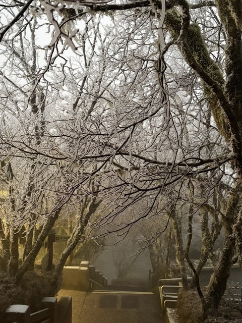 冷氣團發威  宜蘭太平山樹枝結滿霧淞現銀白美景