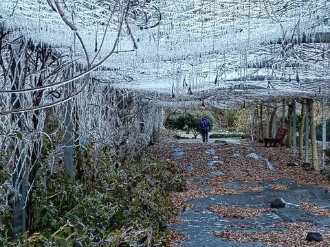 武陵農場零下低溫急凍　藤花園化身冰晶世界