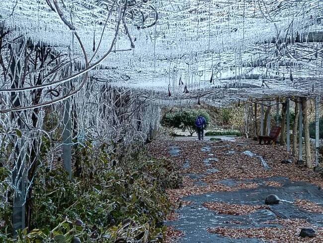 武陵農場零下低溫急凍　藤花園化身冰晶世界 | 華視新聞