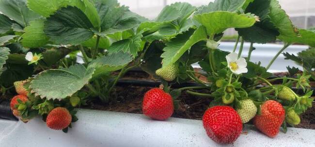 打造離島農業新亮點　澎湖首座草莓園開幕 | 華視新聞