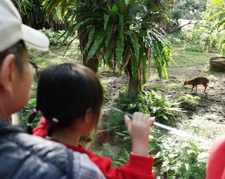 野生山羌誤入北市動物園　確認健康送回棲地
