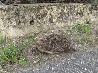 愛沙尼亞選定刺蝟為2026年度動物　喚醒環境保育意識