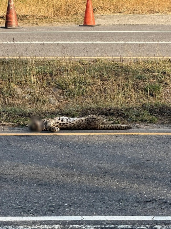 彰化和美近海公路發現石虎　疑遭路殺 | 華視新聞