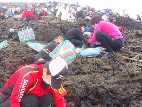 澎湖姑婆嶼250人採紫菜　大有收穫賺進紅包