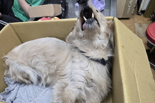 犬隻墜樓重傷不聞問　飼主棄養遭新北重罰禁飼養 | 華視新聞