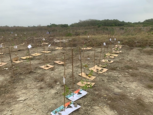 高雄茄萣濕地造林有成　改善土壤條件復育生態 | 華視新聞