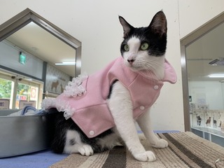 北市提高寵物節育保險補助 設籍犬貓也能申請