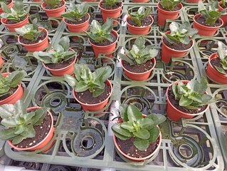 桃園農改場開發盆花底部自動澆水 省水省工效益高