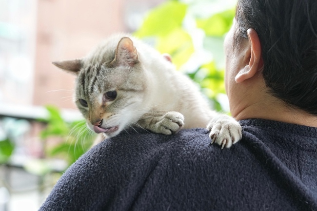政院提修動保法　棄養寵物最高罰100萬元 | 華視新聞