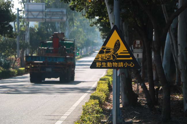 金門設保育類「金龜」警示牌　提醒往來車輛留意 | 華視新聞