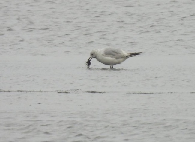 遺鷗台南將軍鹽田現蹤　台灣第5筆紀錄 | 華視新聞