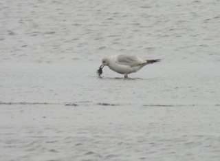 遺鷗台南將軍鹽田現蹤　台灣第5筆紀錄