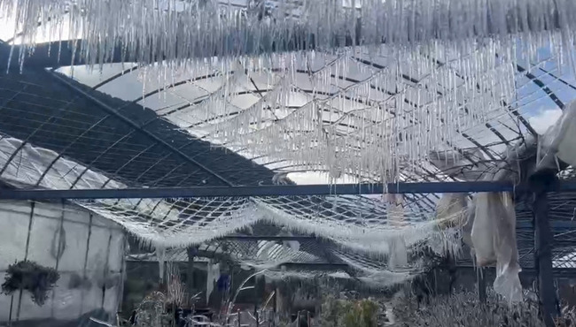 武陵農場清晨零下1.4度　藤花園化身水晶冰宮 | 華視新聞