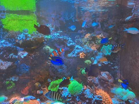 觀賞魚混養數量體型須平衡　避免大魚吞食小魚